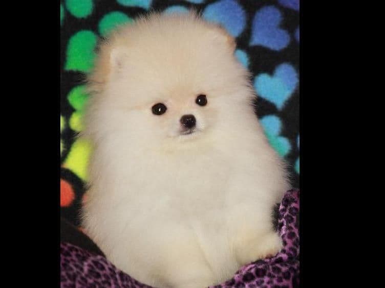 Char's Pomeranians breeder image 10