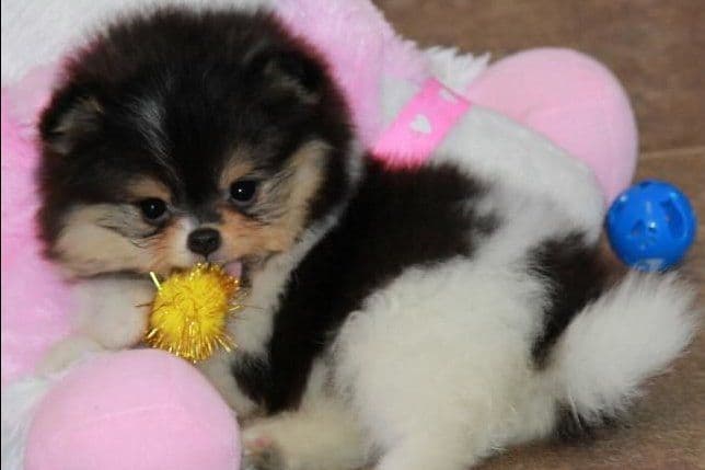 Char's Pomeranians breeder image 9