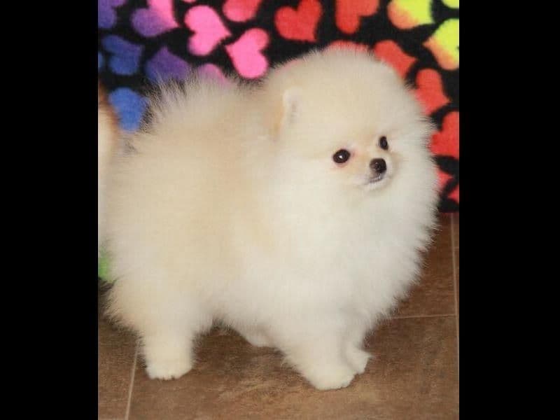 Char's Pomeranians breeder image 7
