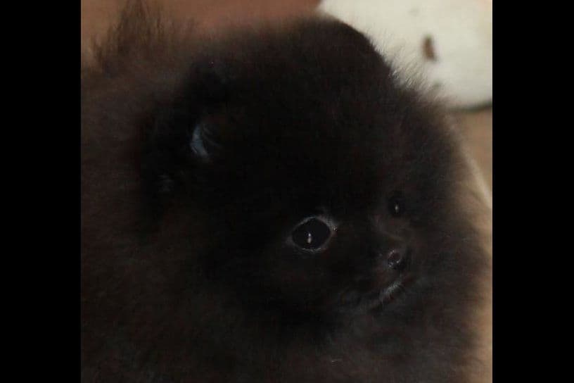 Char's Pomeranians breeder image 5