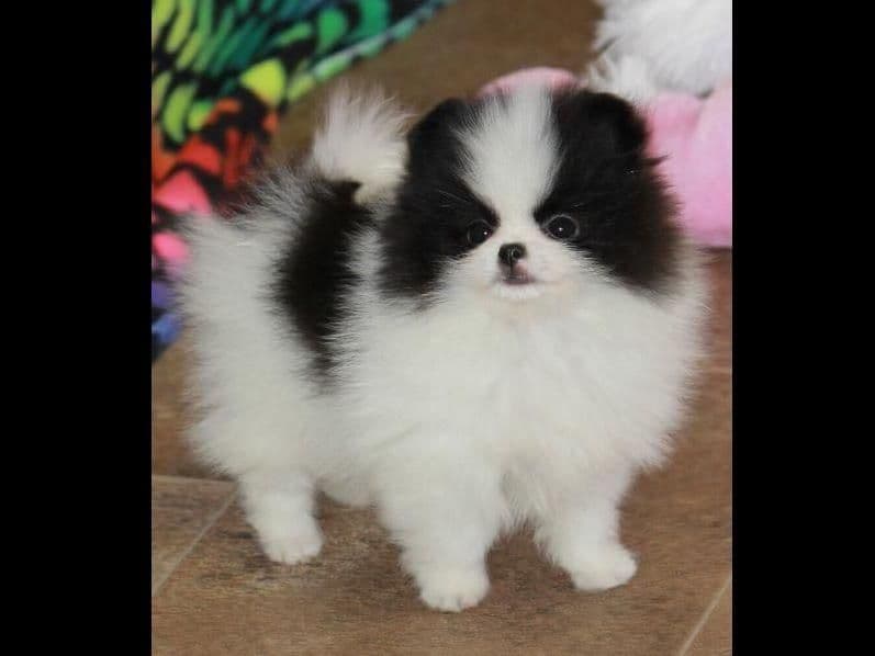 Char's Pomeranians breeder image 12