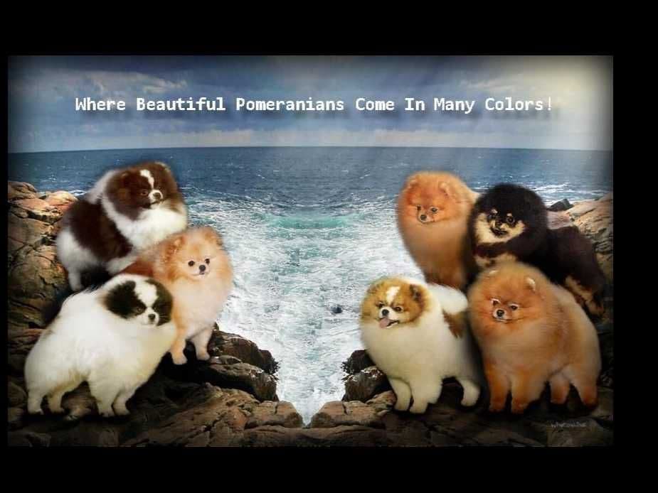 Char's Pomeranians breeder image 1