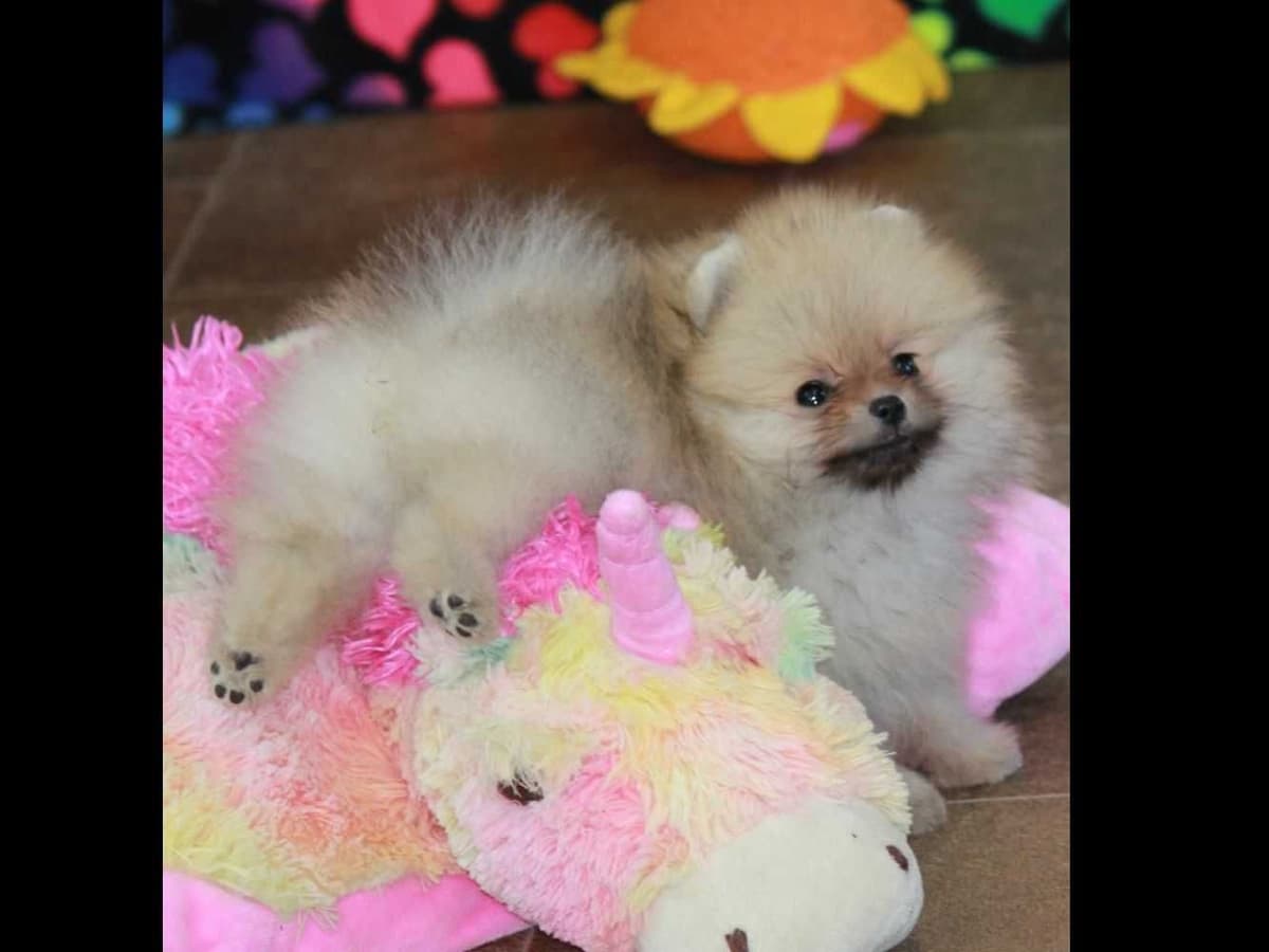 Char's Pomeranians breeder image 8