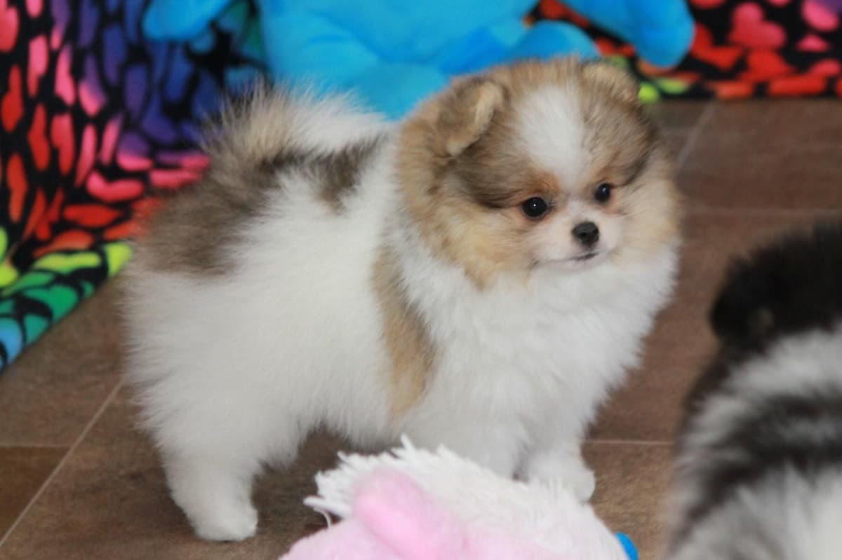 Char's Pomeranians breeder image 19