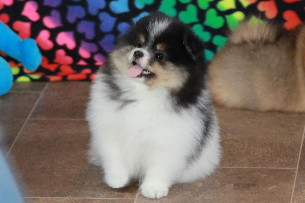 Char's Pomeranians breeder image 14