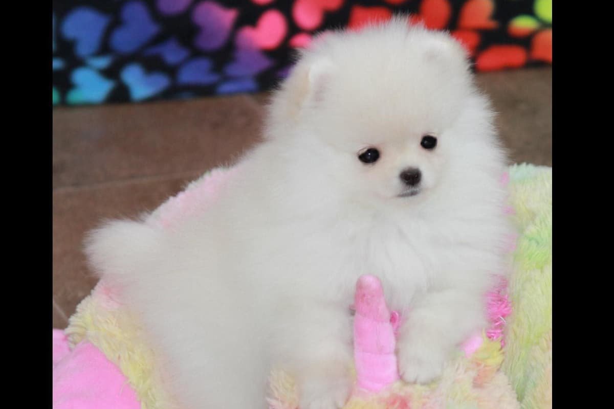 Char's Pomeranians breeder image 18