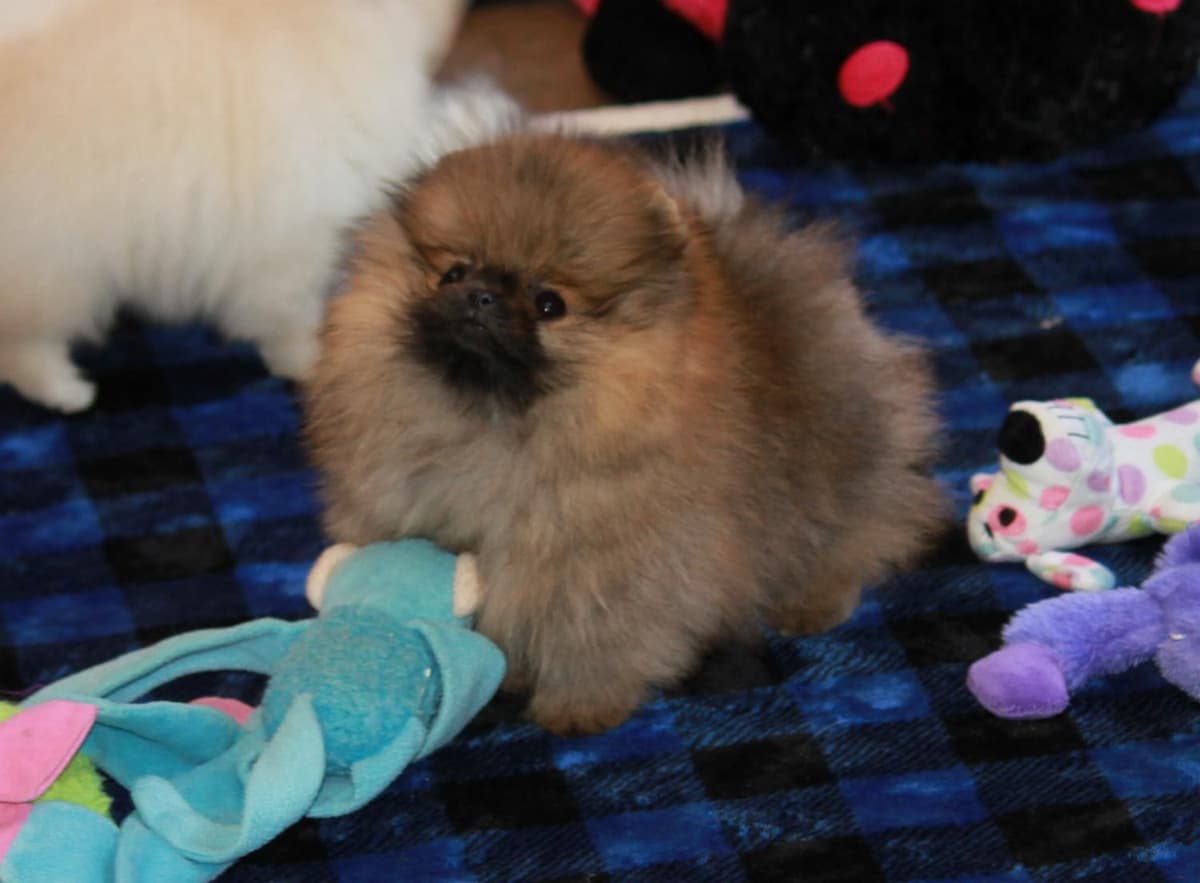 Char's Pomeranians breeder image 13