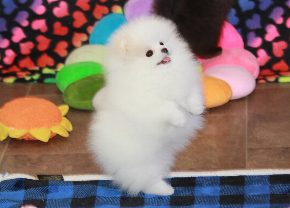 Char's Pomeranians breeder image 15