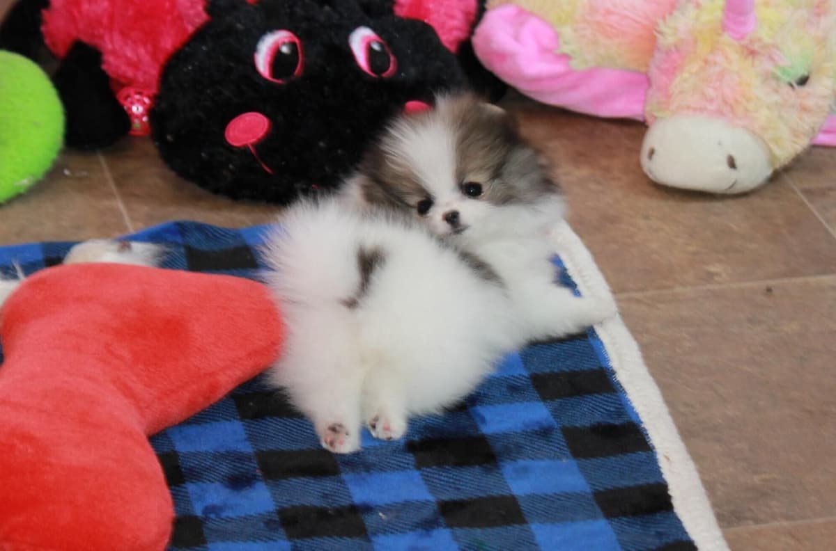 Char's Pomeranians breeder image 16
