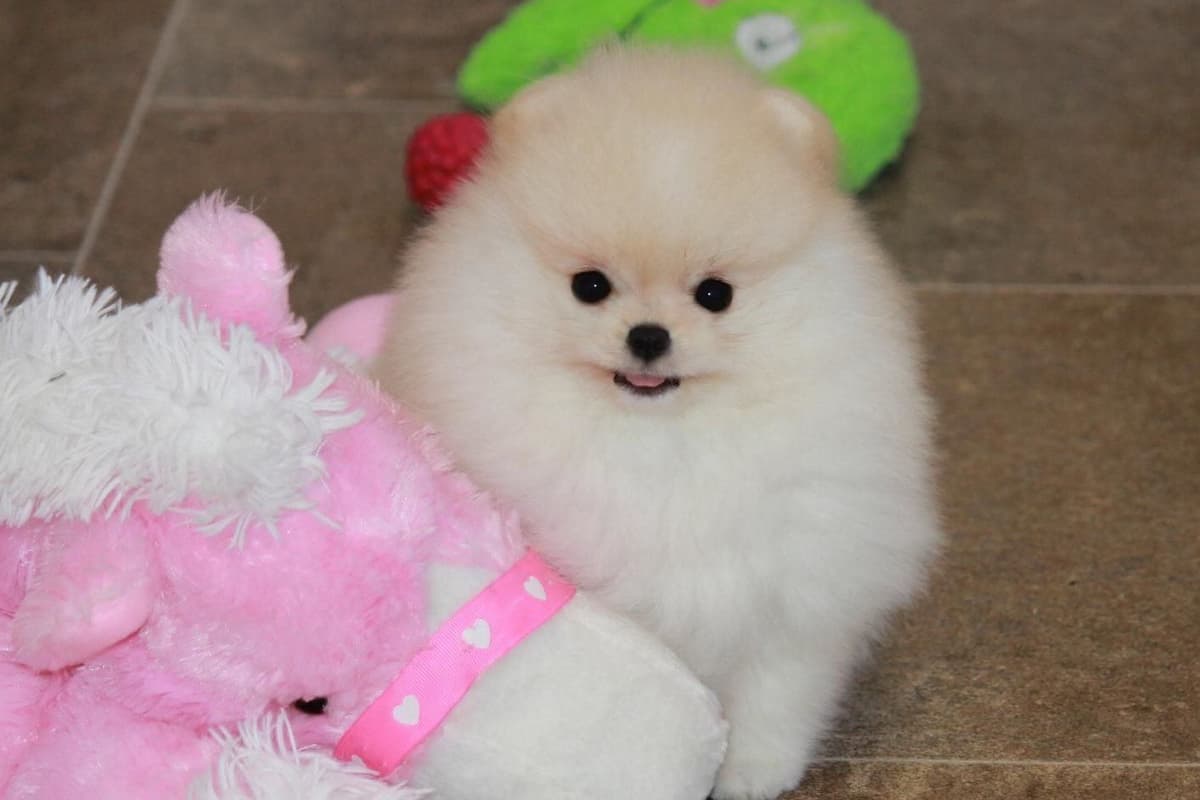 Char's Pomeranians breeder image 3