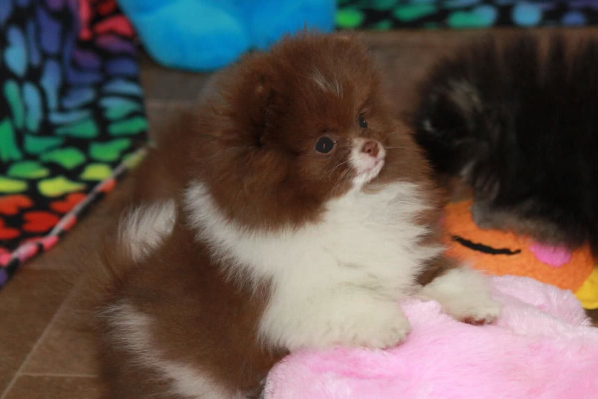 Char's Pomeranians breeder image 22