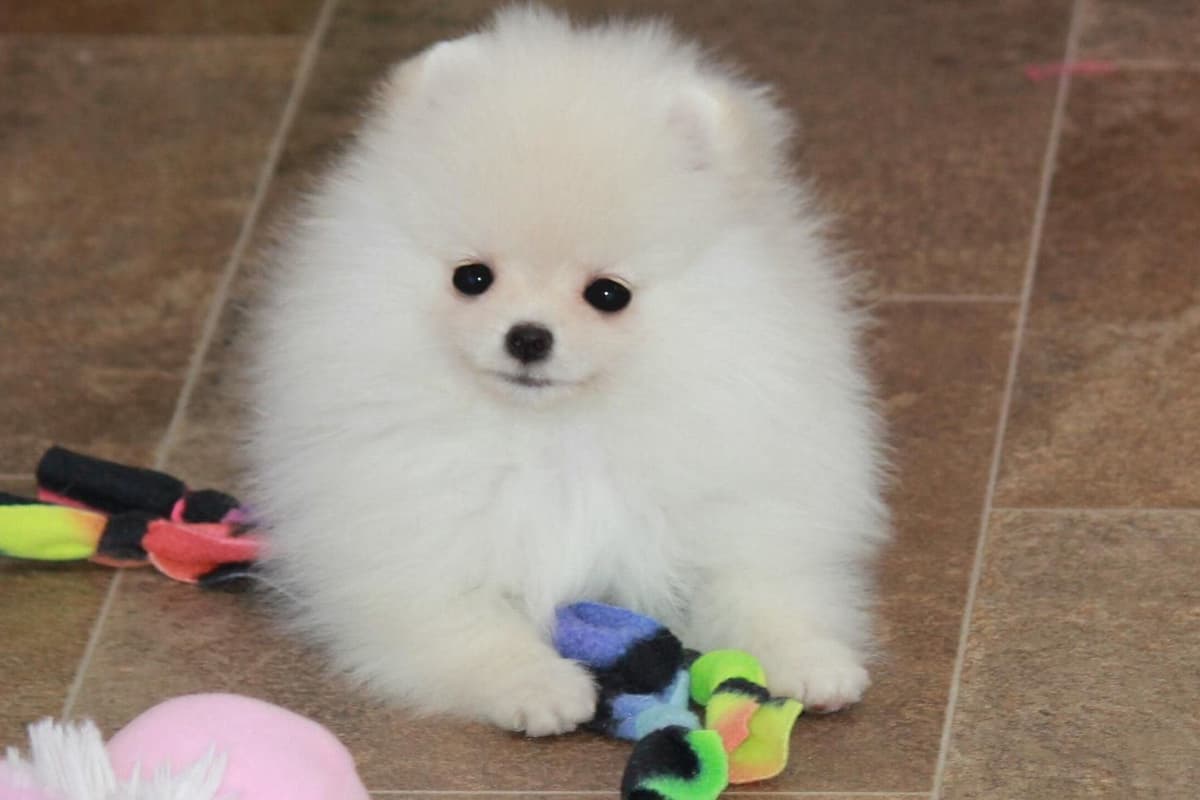 Char's Pomeranians breeder image 17