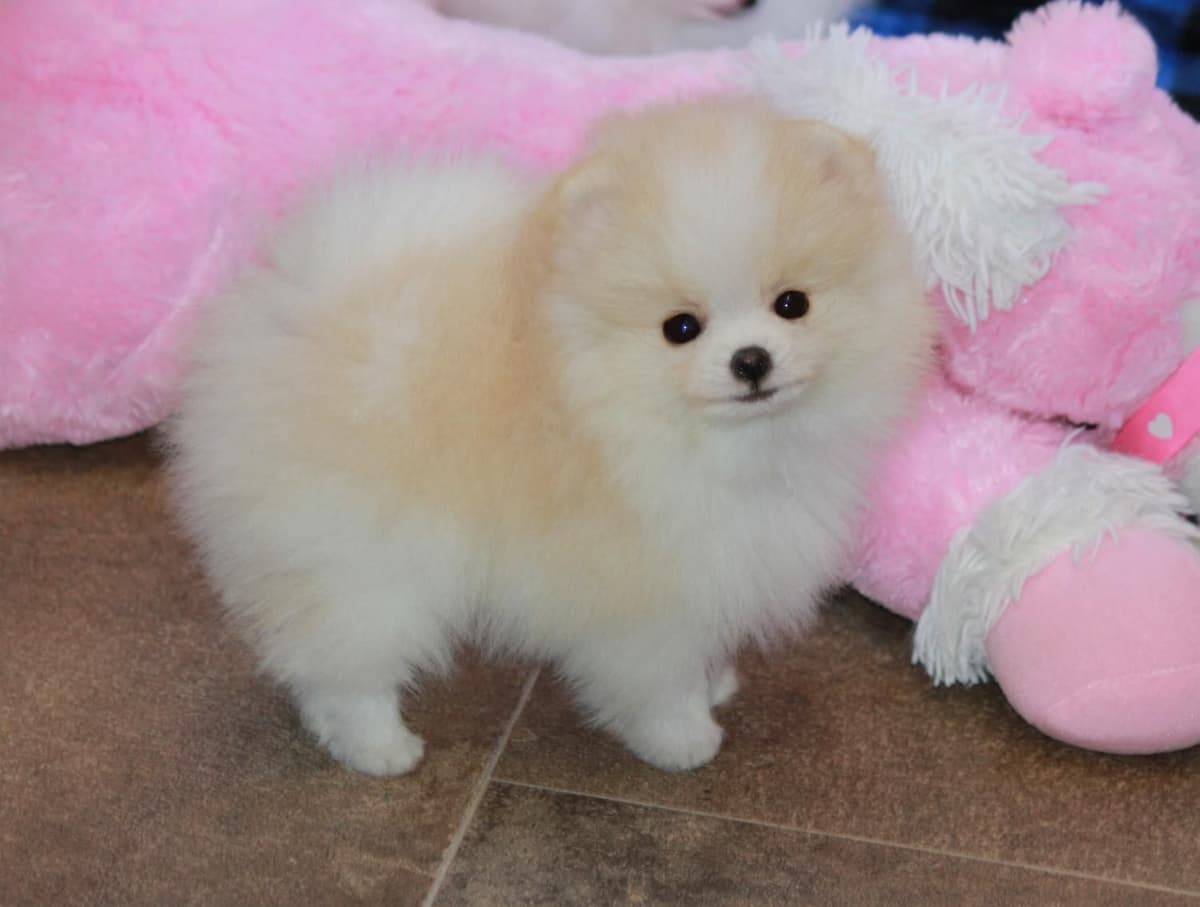 Char's Pomeranians breeder image 26