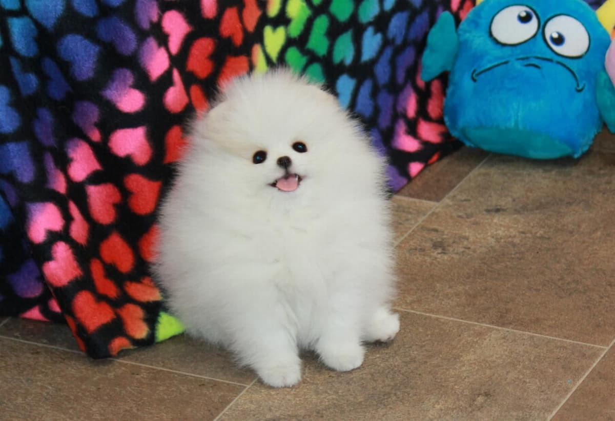 Char's Pomeranians breeder image 20