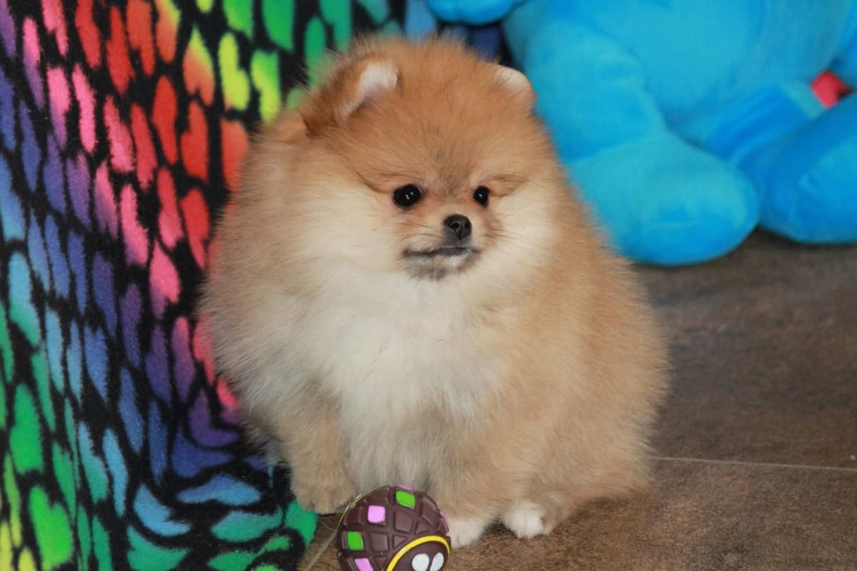 Char's Pomeranians breeder image 23