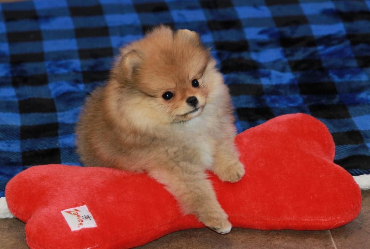 Char's Pomeranians breeder image 28