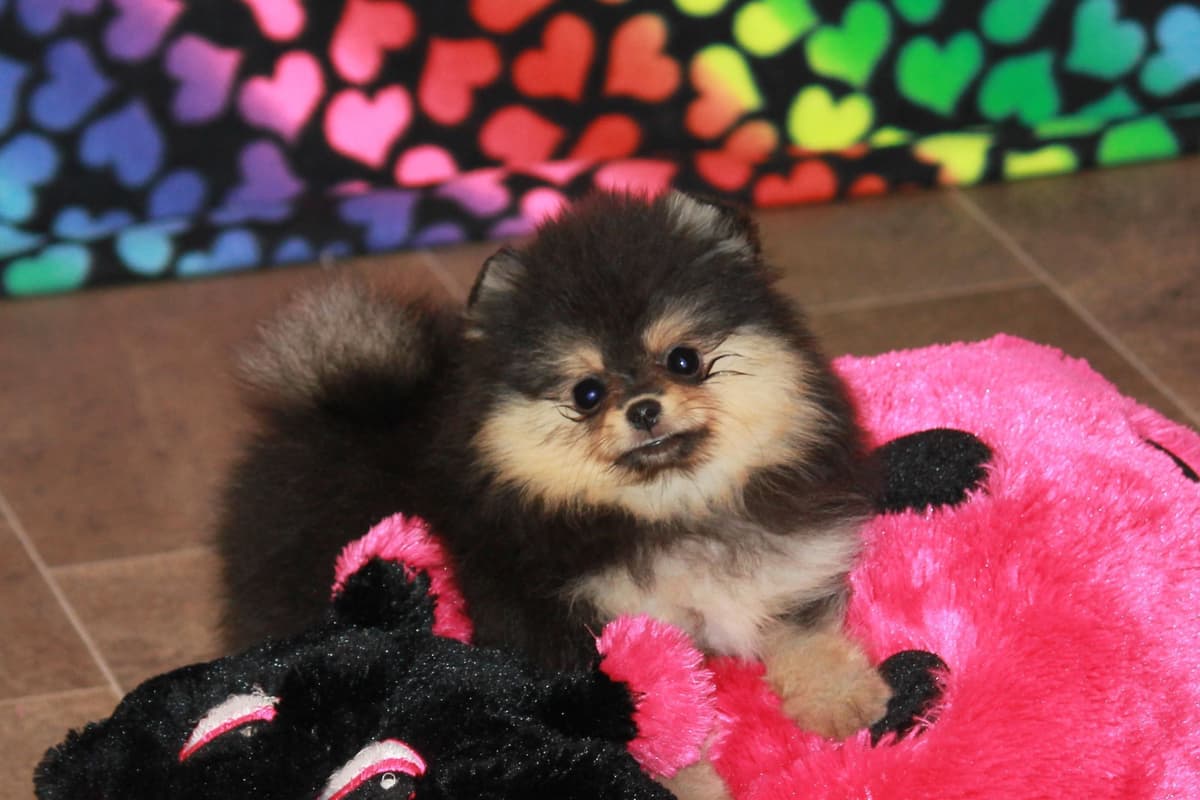 Char's Pomeranians breeder image 25