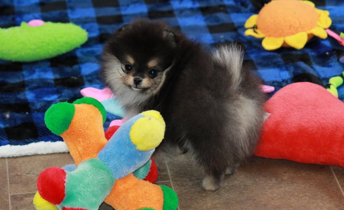 Char's Pomeranians breeder image 29
