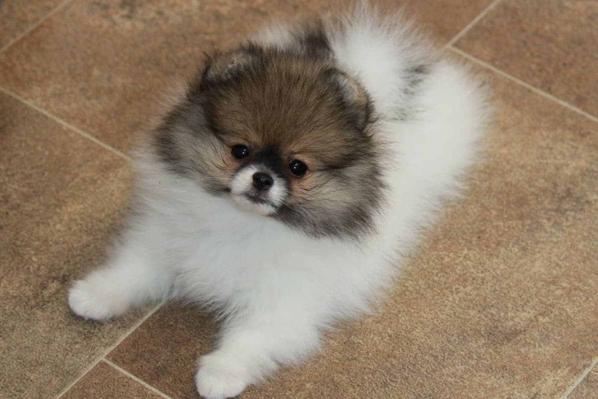 Char's Pomeranians breeder image 30