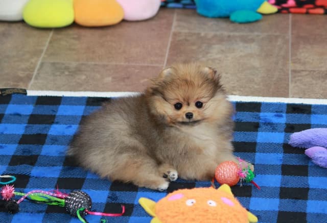 Char's Pomeranians - Female, spayed. Ready to Go!! media 2