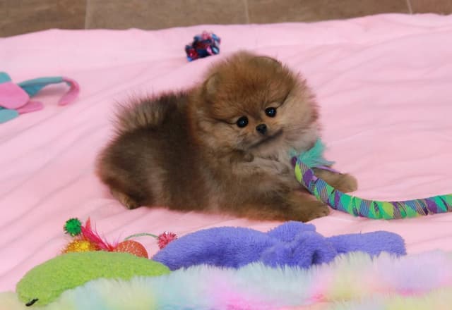 Char's Pomeranians - Male, neutered. Ready to Go!! media 5