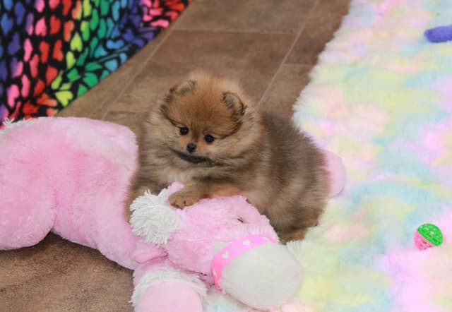 Char's Pomeranians - Male, neutered. Ready to Go!! media 6
