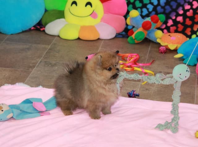 Char's Pomeranians - Male, neutered. Ready to Go!! media 7
