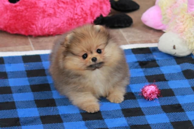 Char's Pomeranians - Female, spayed. Ready to Go!! media 5
