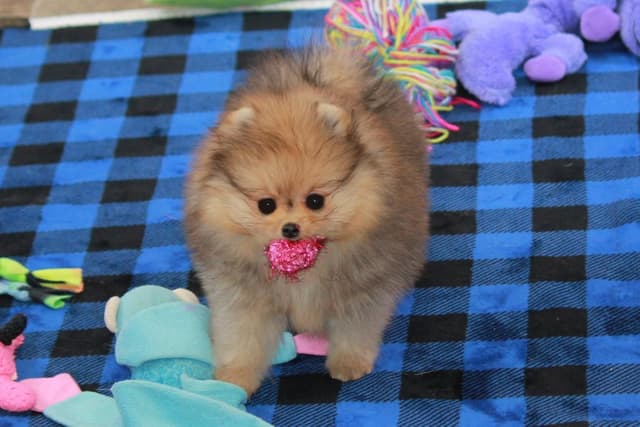 Char's Pomeranians - Female, spayed. Ready to Go!! media 6