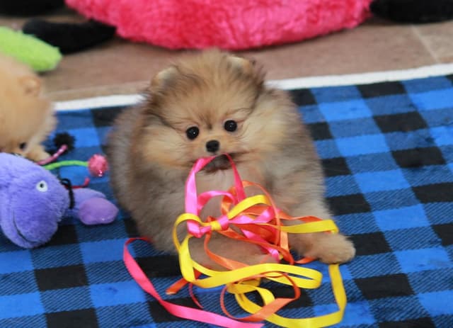 Char's Pomeranians - Female, spayed. Ready to Go!! media 7