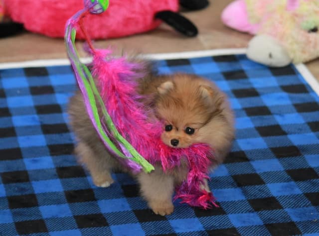 Char's Pomeranians - Female, spayed. Ready to Go!! media 8