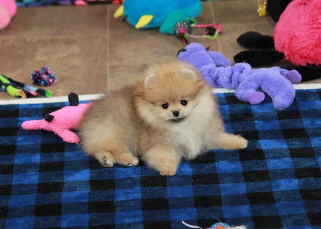Char's Pomeranians - Female, spayed. Ready to Go!! media 3