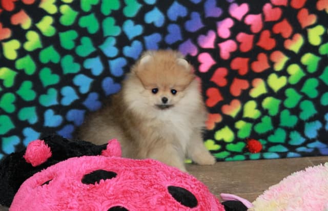 Char's Pomeranians - Female, spayed. Ready to Go!! media 6