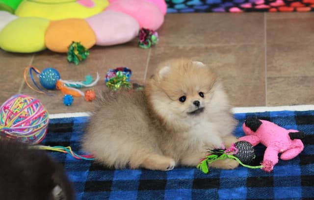 Char's Pomeranians - Female, spayed. Ready to Go!! media 5