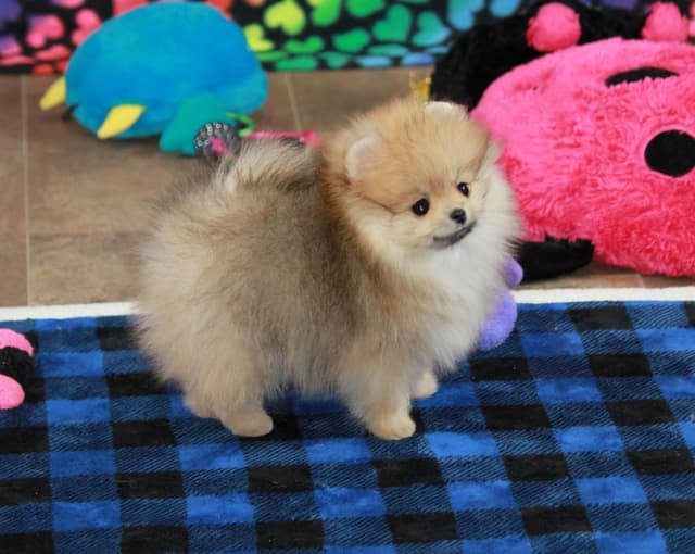 Char's Pomeranians - Female, spayed. Ready to Go!! media 2