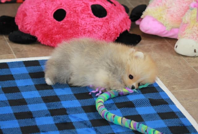Char's Pomeranians - Male neutered. Ready to Go!! media 3