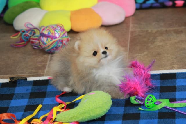 Char's Pomeranians - Male neutered. Ready to Go!! media 6