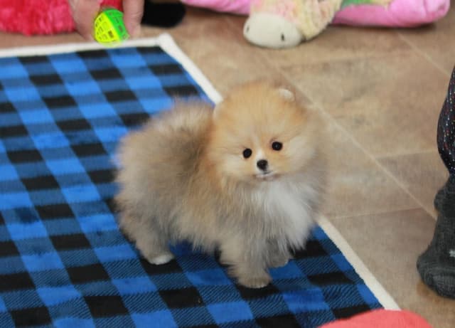 Char's Pomeranians - Male neutered. Ready to Go!! media 4