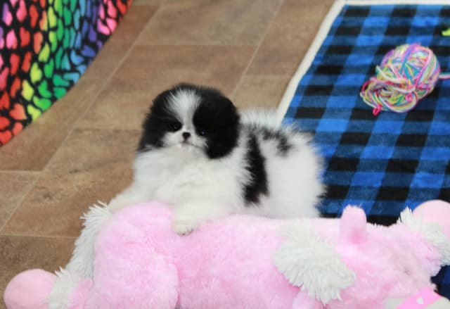 Char's Pomeranians - Ready to Go!! media 5