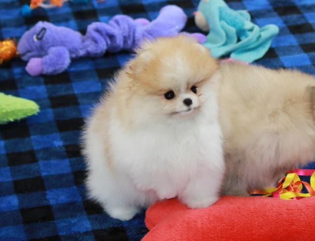 Char's Pomeranians - Ready to Go!! media 4