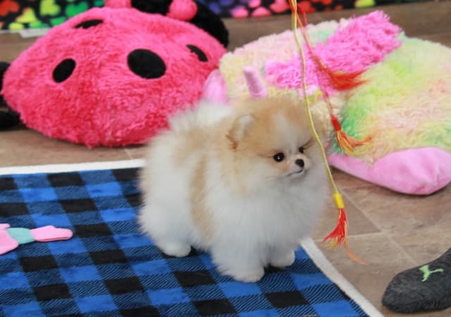 Char's Pomeranians - Ready to Go!! media 2