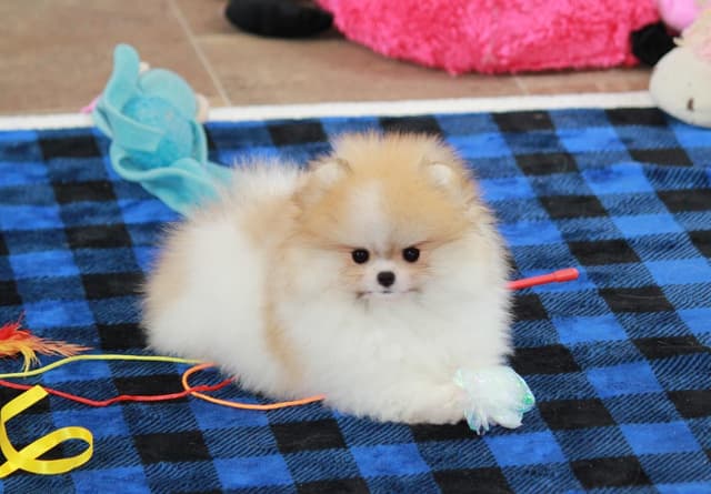 Char's Pomeranians - Ready to Go!! media 8