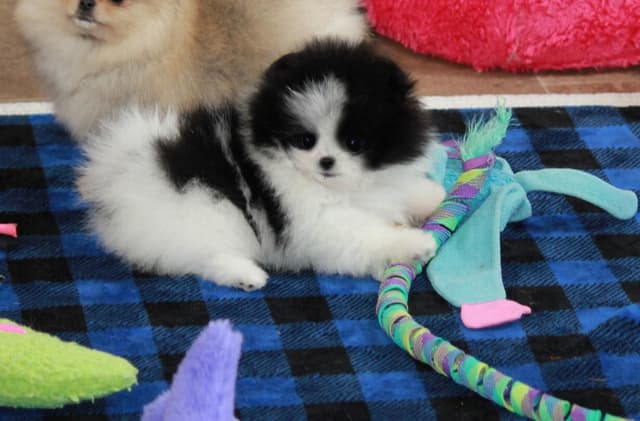Char's Pomeranians - Ready to Go!! media 7