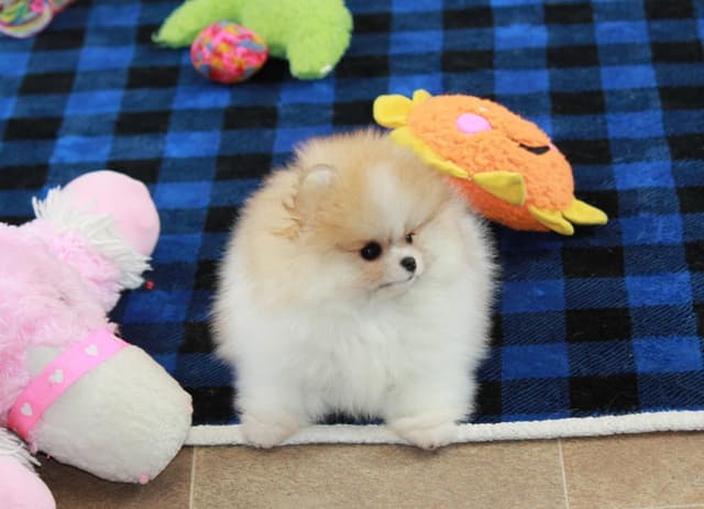 Char's Pomeranians - Ready to Go!! media 12