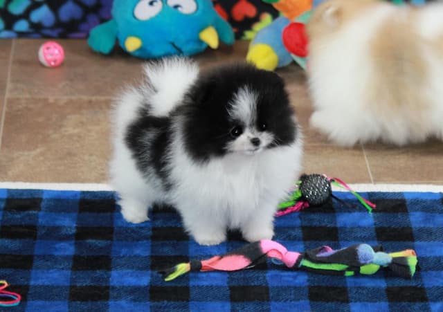 Char's Pomeranians - Ready to Go!! media 11
