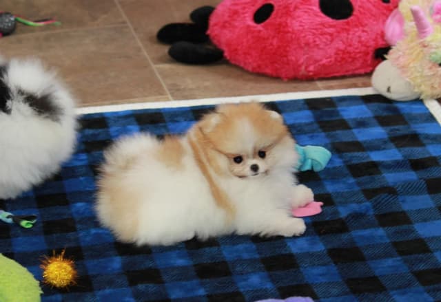 Char's Pomeranians - Ready to Go!! media 10
