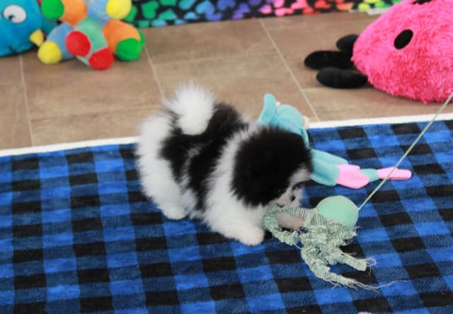 Char's Pomeranians - Ready to Go!! media 3
