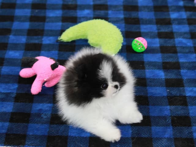Char's Pomeranians - Ready to Go!! media 9