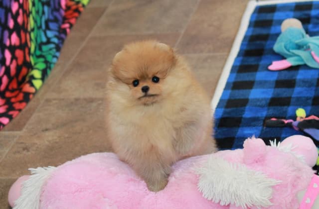 Char's Pomeranians - Female, spayed. Ready to Go!! media 3