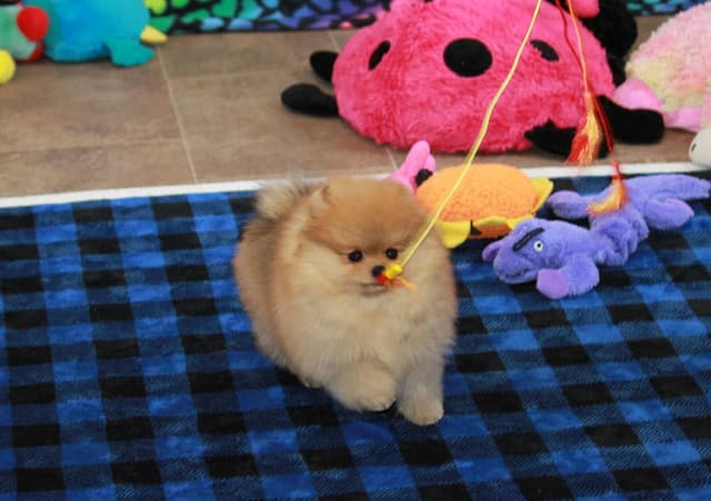 Char's Pomeranians - Female, spayed. Ready to Go!! media 2